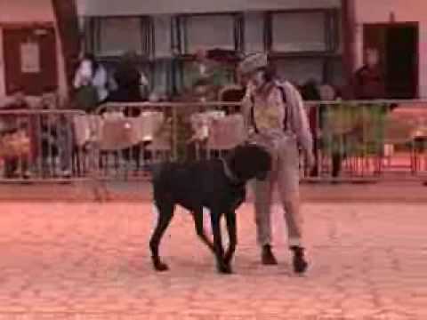 dogue allemand