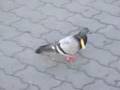 Pigeon Sandwich
