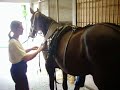 Horses Farm Austria 2