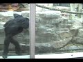 Bonobo-A Greeting From A Rare, Endangered, Human-Like Ape
