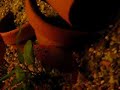 Jewel cichlids breeding laying eggs Jewel cichlids breeding laying eggs