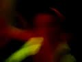 Planet Love Rozie Tracey Mikey  RKN IT 2008 Ashbourne Fairy