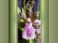 Annie - powerpoint - Orchidee Annie - powerpoint - Orchidee