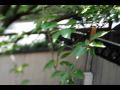 HD Video Sampe of 45mm PC-E Nikon on D5000