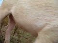 A Pig named Bacon A Pig named Bacon