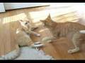 Kitty Smack-down