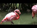 Flamingo Movie 2 - Canon Vixia HV30 Video Flamingo Movie 2 - Canon Vixia HV30 Video
