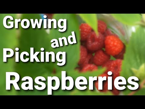 how to grow raspberries in nj