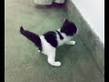 قطة شيرازيه صغيره
