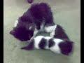 قطة مولوده جديده عمرها شهر واحد النوع شيرازيهcat one monthkitten