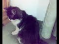 قطة شيرازيه صغيره