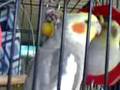 my cockatiel saying cookie want yum yum his name is cookie