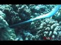 MAUI MORAY EEL FEEDING
