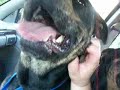 Gunner and Roxy giving kisses