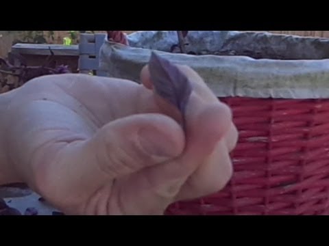 how to harvest basil