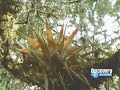 andean hummingbird - colibri andino andean hummingbird - colibri andino