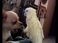Cacat�a & Chihuahua playing together - jugando