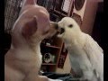 Cacatúa & Chihuahua playing together - jugando