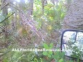 10+ foot high Yellow Jacket Nest!  ALLFloridaBeeRemoval.com 800-343-5317