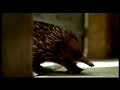 Antz Pantz Licked By Rex the Echidna