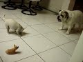 Bob is scared of a bobblehead chihuahua
