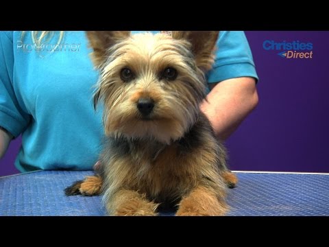 how to trim dogs face