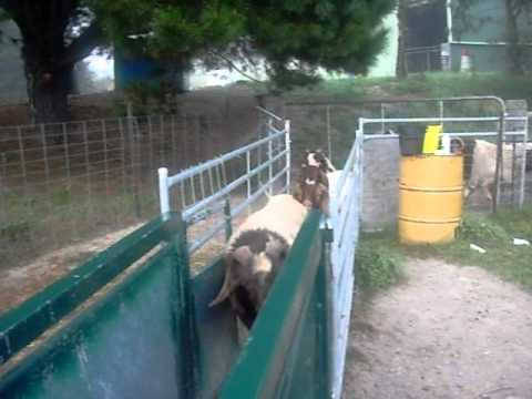 boergoat farming -