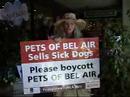 Paris Hilton buys Puppy Mill Dogs from Pets of Bel Air