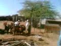 Private Farm in Dubai 2