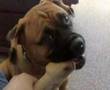Bullmastiff video