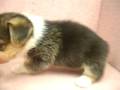-母幼犬-日新犬舍