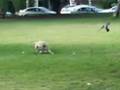 videos de New Joseph Hitchcock Birds