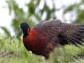Bhutan Birds, Birding in Bhutan