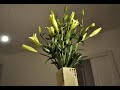 unstill life.avi