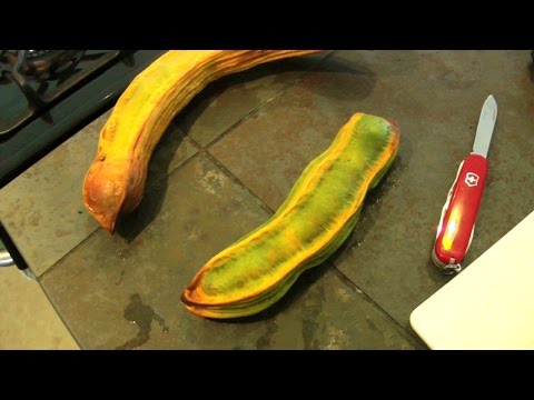 how to plant ice plant cuttings