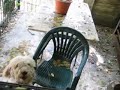 lagotto lulla