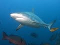 Save Our Sharks Video Compilation