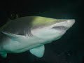 Sharks