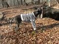 Great Dane Steel and 