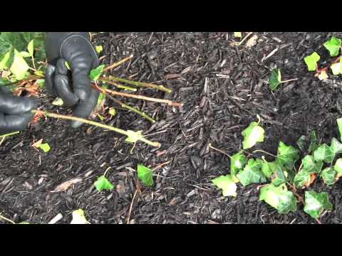 how to replant ivy