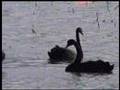 Sale Wetlands Gippsland Victoria Australia