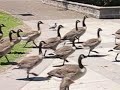 Geese Storming the Castle Geese Storming the Castle