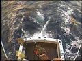 Bluefin Tuna Fishing Clip 2
