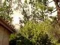 Crazy Winds in Porter Ranch