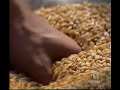 Pubblicità di Barilla - Coltivatore di svevo.Puoi scaricare video di questa pubblicità qui: http://lospotitaliano.blogspot.com/2007/12/spot-barilla-coltivatore-di-svevo.html