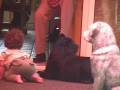 videos de Sterre.mpg