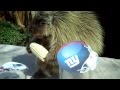 Teddy Bear, the porcupine, predicts the winner of Super Bowl 46