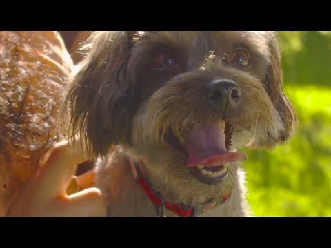 PetSmart Groomers: Pet Grooming is our Passion