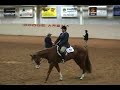 Two Dollar Scotch- APHA Gelding Two Dollar Scotch- APHA Gelding