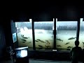 MOV09009